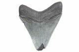 Serrated, Fossil Megalodon Tooth - South Carolina #358978-1